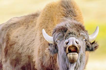 Yellowstone plans to thin bison herd by culling 900