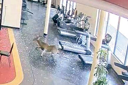 Watch video: Deer 'breaks' into gym and does a quick workout