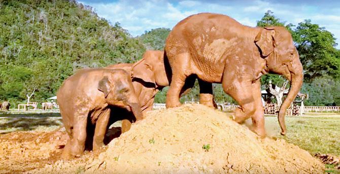 A rude elephant takes revenge on her pushy friend by farting directly onto his head. Screenshot: Elephant News/YouTube