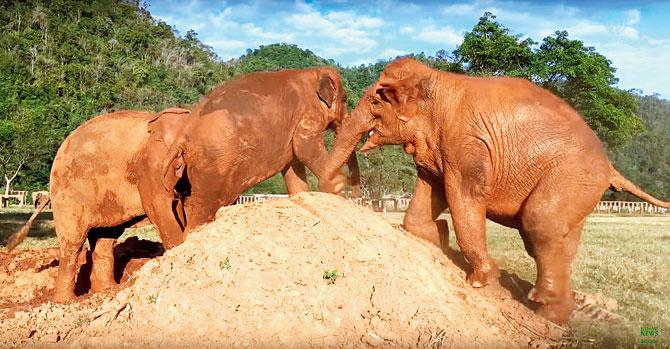 Faa Mai is repeatedly pushed off the mound. Pic courtesy: Elephant News/YouTube