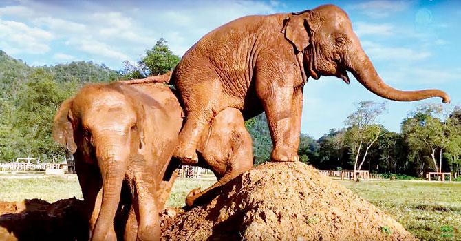 A rude elephant takes revenge on her pushy friend by farting directly onto his head. Screenshot: Elephant News/YouTube