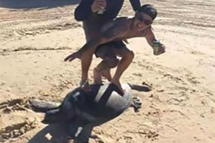 'Idiots' face backlash after sharing photo of 'surfing' on top of turtle