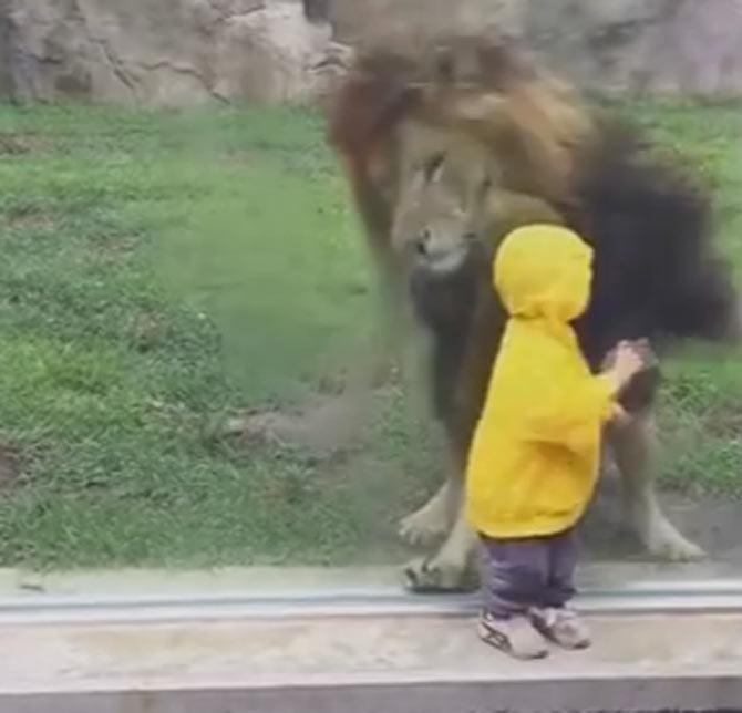 Lion at Japan zoo tries to pounce on boy through glass