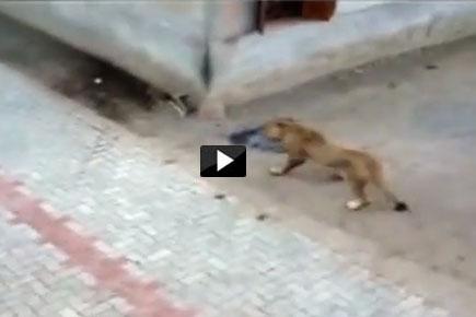 Watch Video: Lioness takes a 'stroll' down the road in Gujarat village 