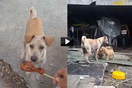 Heartwarming video: Mother dog begs for food to feed her puppies 