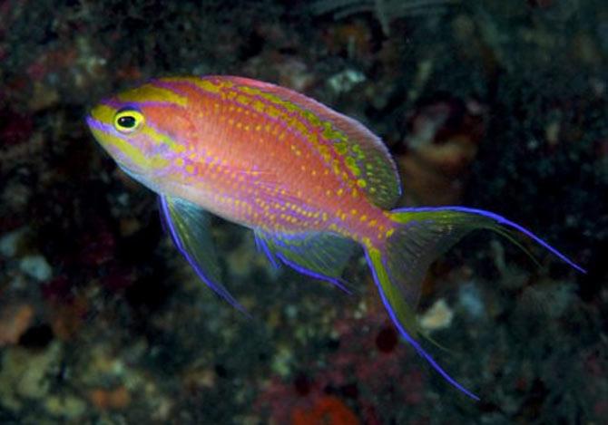 Barack Obama fish species namesake