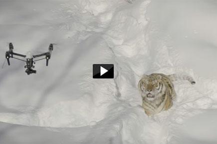 Watch Video: Siberian tigers filmed using drone in Canada zoo