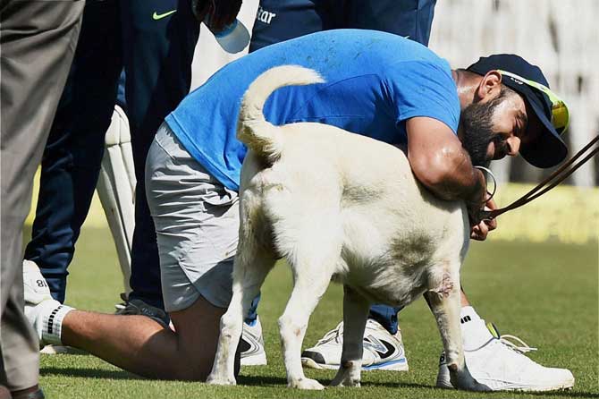  Indian captain Virat Kohli playing with sniffer dog during a practice session ahead of the fifth and final test match against England at MAC Stadium in Chennai on Thursday. Pic/PTI