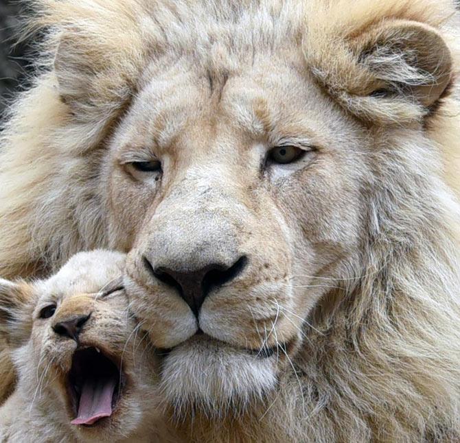 A four-month-old white lion cub cuddles up to its father Sam inside their enclosure at a zoo in Tbilisi. White lions are native to the wildlife reserves in South Africa and in zoos around the world