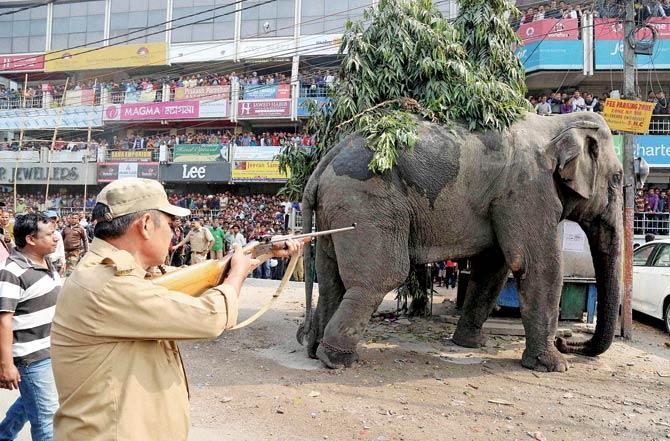 A Forest Department official tries to tranquillise the elephant at a market square yesterday. Pic/PTI