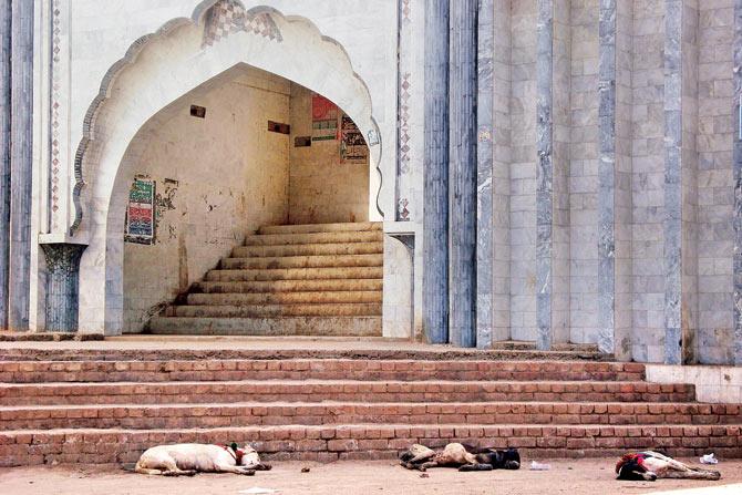 The sacred dogs of the shrine of Peer Abbas