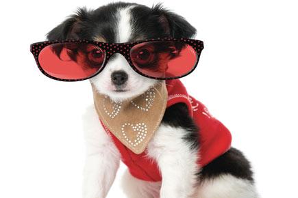 Amp up your pet's style quo