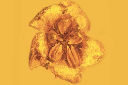 30 million year old fossil flowers found preserved in amber