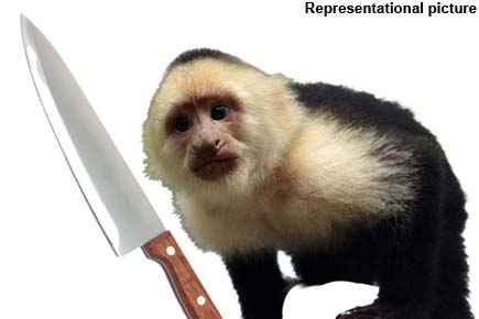 Drunk monkey brandishing huge knife terrorises bar in booze-fuelled rampage