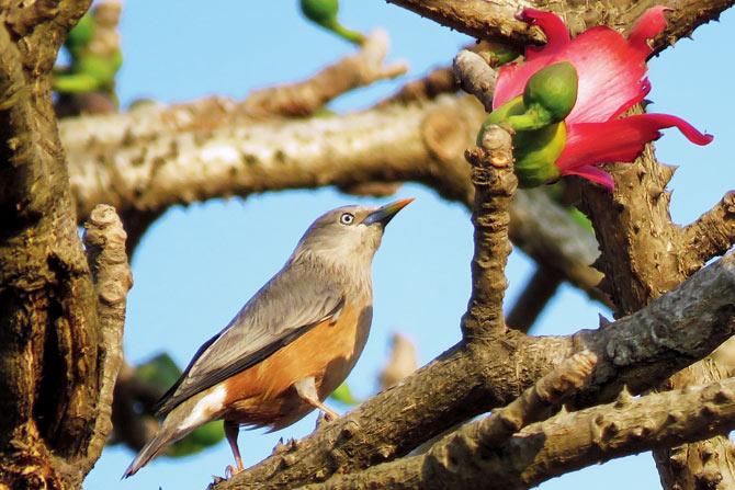A chestnut-tailed starling sits on a Semal tree