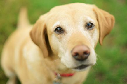 Dogs understand what we say and how we say it: study