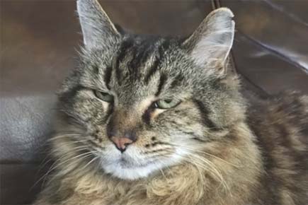 The world's oldest cat is 121 and an avid user of social media!