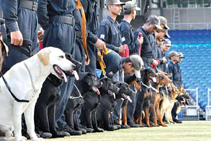 Ranji final: MCA stadium's dog squad have Bollywood character names