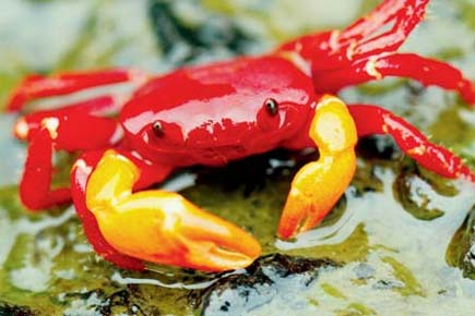 Shiv Sena chief's son discovers new species of crabs in Western Ghats