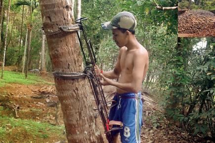 The numbers of padekars or traditional tree climbers in Goa steadily dropping
