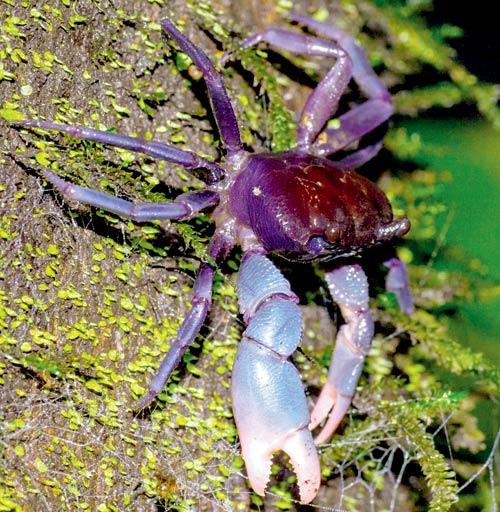 The freshwater crab from Amboli was named Ghatiana atropurpurea. Pic/Arjun Kamdar