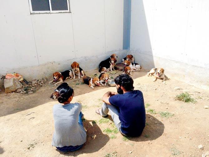 Adopters sit around for hours (looming scares the dogs) waiting for a beagle to choose them