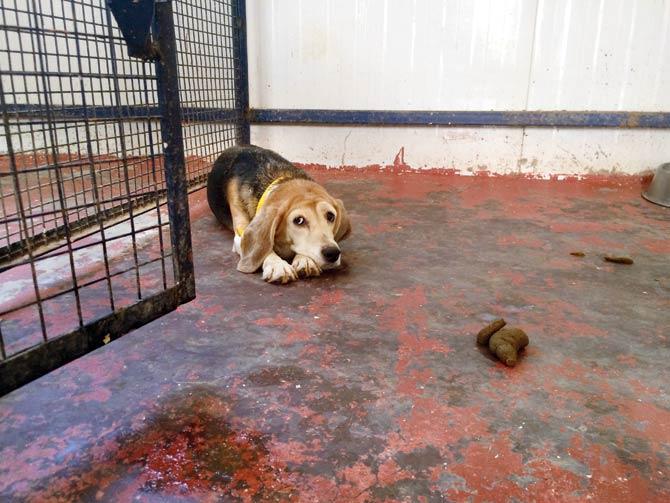 A pet dog wouldn’t sit so close to excreta, but a lab dog is forced to poop in confinement