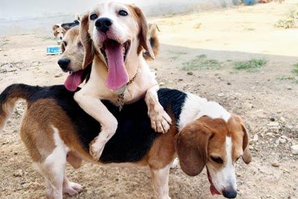 Making pets out of laboratory beagles
