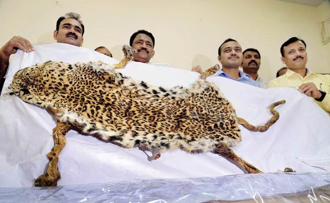 Police displaying the leopard skin seized in Thane. File pic/PTI