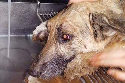 'Maverick' dog pulled out of pit after 72 hours 