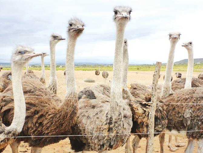 Juvenile ostrich are raised on barren dirt feed lots before being transported to slaughterhouses. They are killed just after their first birthday