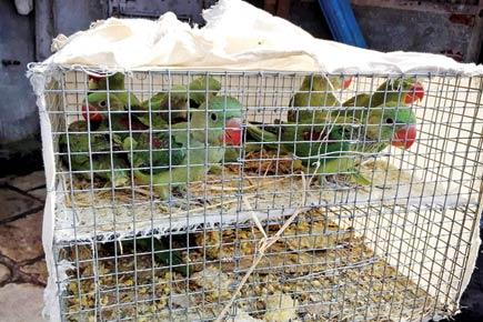 Mumbai: Parakeets and tortoises rescued in raid at Crawford Market