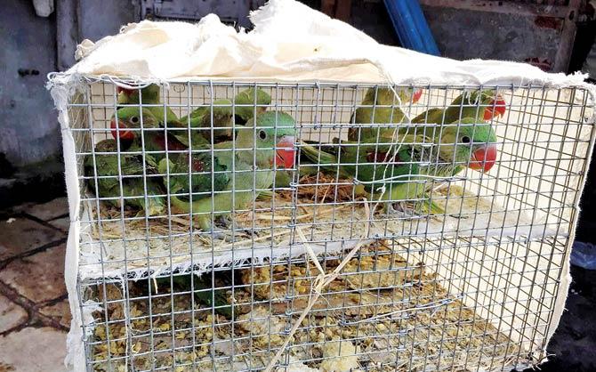 The birds include Alexandrine and Rose-ringed parakeets; in all 16 were rescued