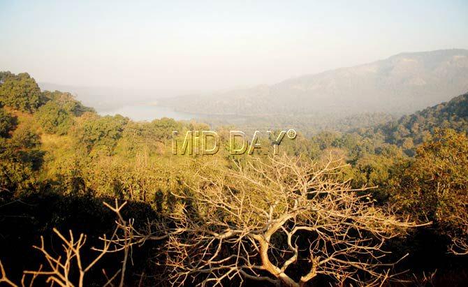 Enthusiasts explore Sanjay Gandhi National Park. Pics/Pradeep Dhivar