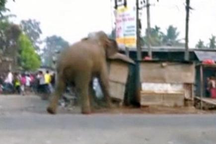 Watch video: Rampaging elephant damages buildings, walls in Siliguri