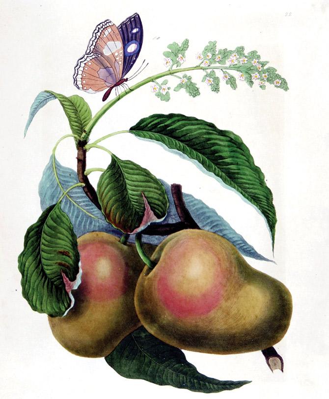 The Mazagaon mango by James Forbes, said to be the best in flavour in the whole of western India, 1813