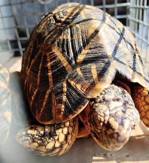 One of the rescued four star tortoises