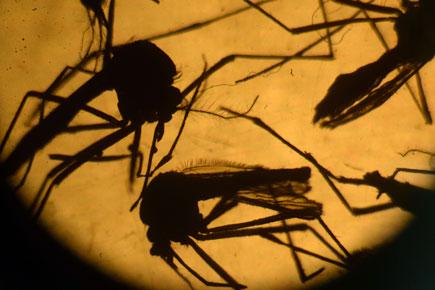 Spain reports first known European case of Zika