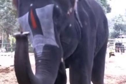 Elephant in TN plays mouth organ, amuses people 