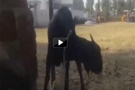 Viral Video: Chhattisgarh police arrest goat for grazing in a judge's house