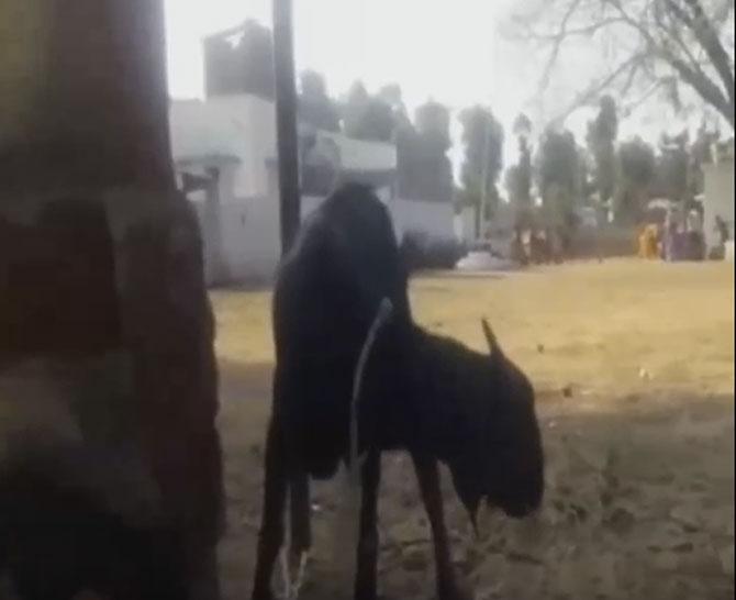 Goat arrested for trespassing