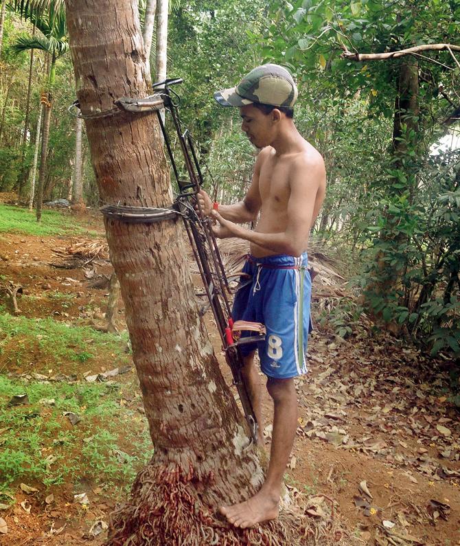 The coconut plucking machine is tough to use on trees that are bent. Pics/Joseph Zuzarte