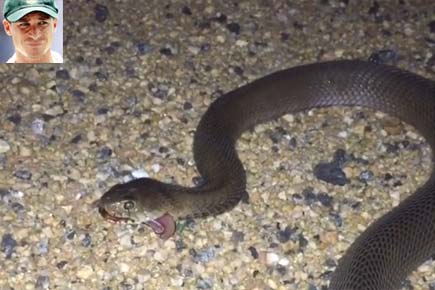 Watch Video: Dale Steyn runs into deadly snake