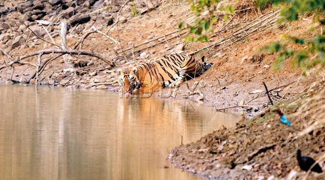 mid-day photographer Pradeep Dhivar spotted this tiger drinking water late in the evening,  two hours after scouring Tadoba National Park. The frame, he says, was possible thanks to the guide who  knew of the spot, where they waited patiently for half an hour, parked around the water source
