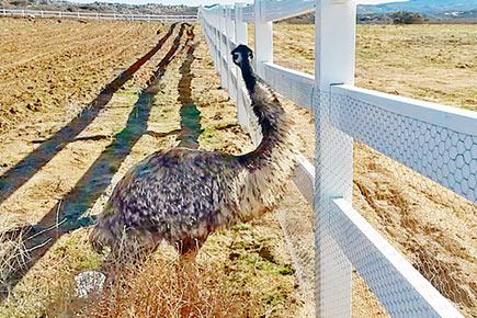 Elusive emu finally caught
