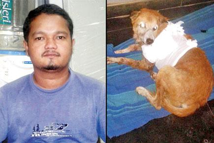 Mumbai: Man arrested for stabbing dog after animal bit his daughter