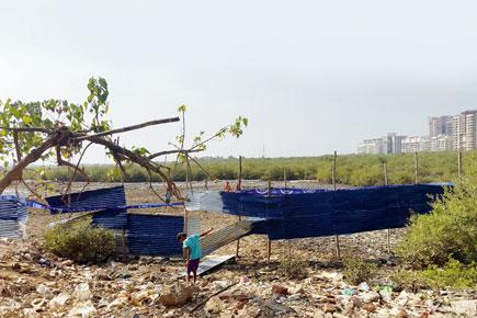 Dumping of debris threatens mangrove cover in Charkop