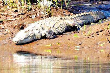 Travel: Sign up for a crocodile safari in Konkan
