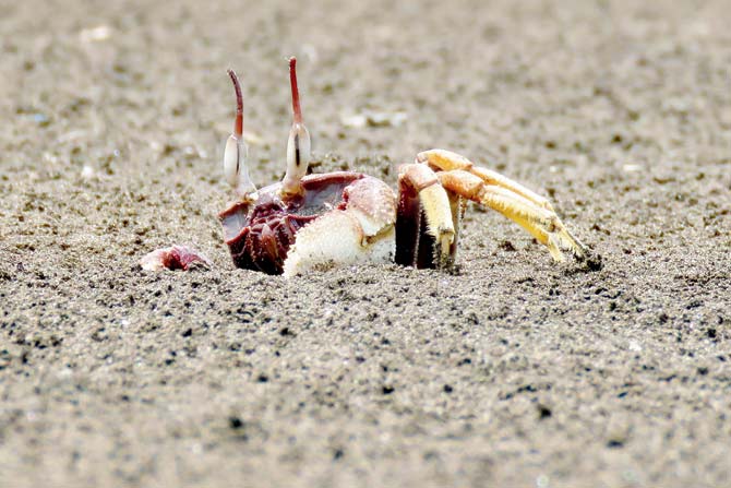 To escape gulls or dogs, ghost crabs dive deep into their burrows