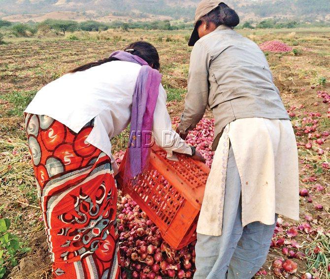With the shrinking of farmland, the Thakkar community of farm labourers are reluctantly readying to take up jobs as construction labourers
